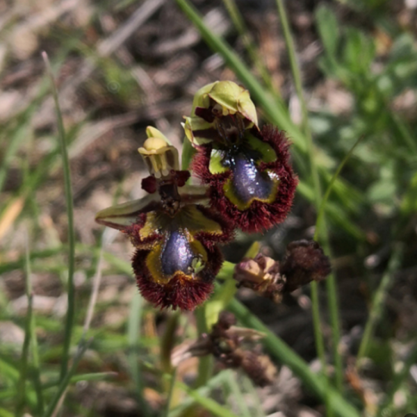 Ophrys ciliata ou speculum